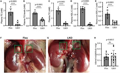 Loss of Hepatic Surf4 Depletes Lipid Droplets in the Adrenal Cortex but Does Not Impair Adrenal Hormone Production